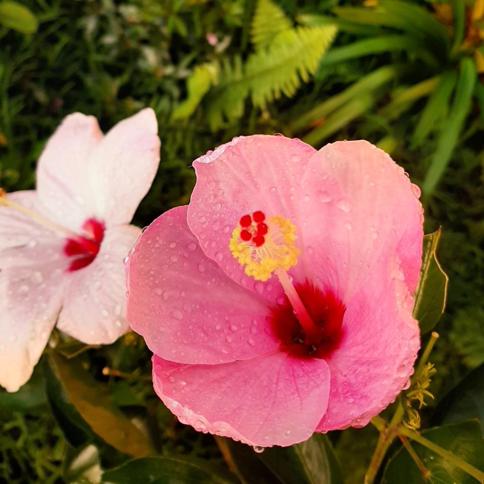 The endangered Hibiscus Genevii that is native to Mauritius