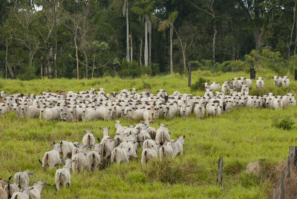 Photo of a large herd of cattle on deforested land in Brazil, taken earlier this year.