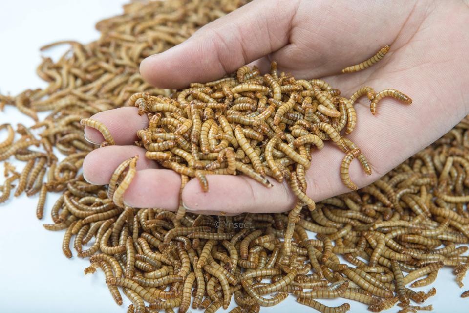 Ÿnsect are building the largest insect farm in the world