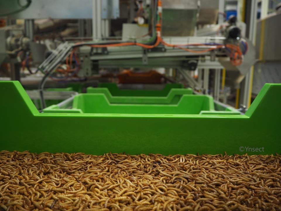 Mealworm on Ÿnsect's conveyor belt
