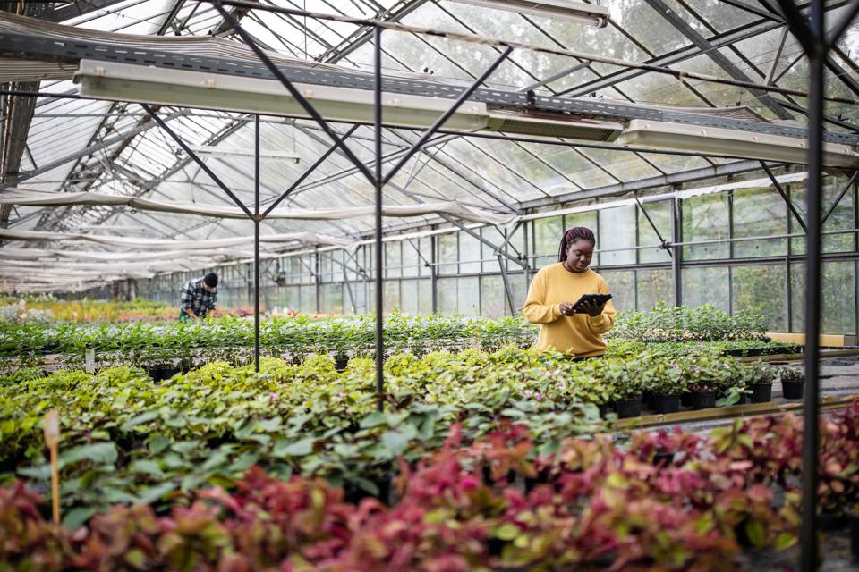 African female garden worker using digital tablet at greenhouse