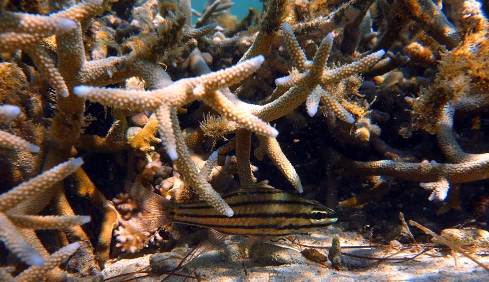 The coral reefs were vibrant with life, as images taken at Le Bouchon while the Wakashio was on Mauritius' reefs since July 25 show