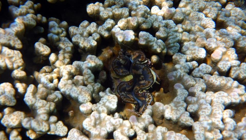 Photos taken around le Bouchon show the reefs full of life