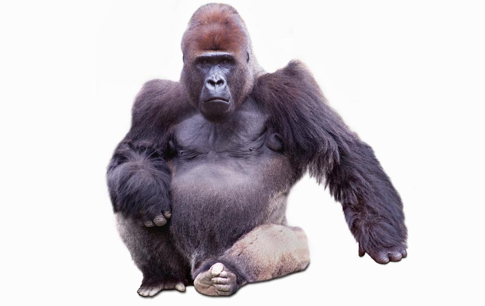 Confident Male Gorilla