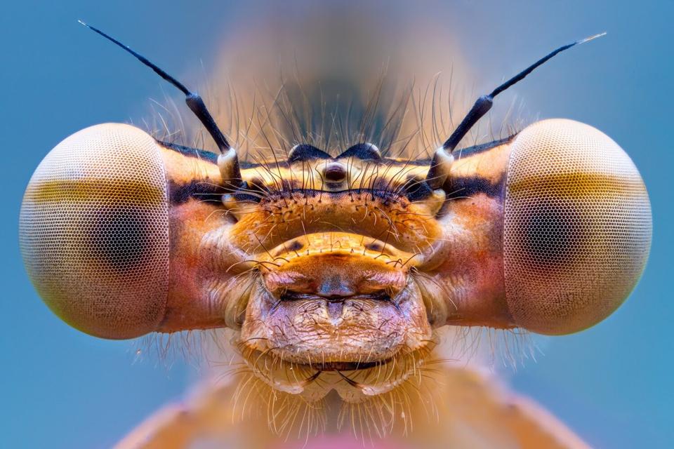 Close Up Photographer Of The Year 20 Stunning Winning Images Close Up Photographer Of The Year 20 Stunning Winning Images