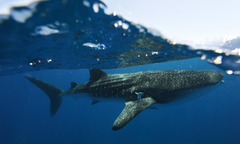Whale Sharks off Ningaloo Reef, Western Australia