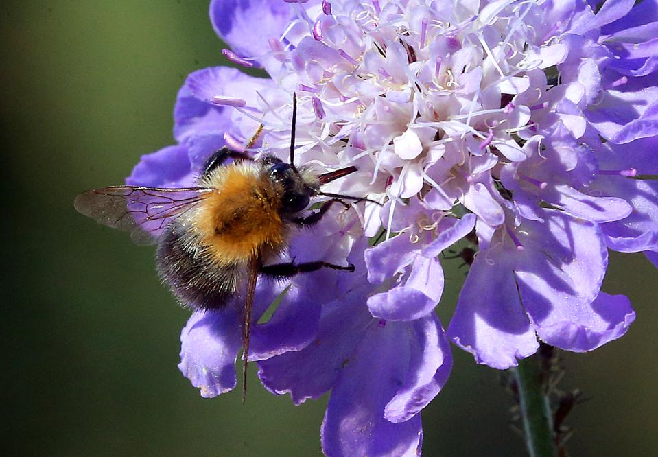 Clean energy transition promotes biodiversity.