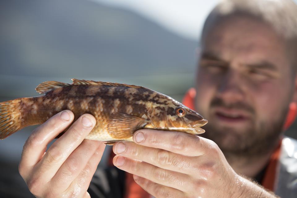 Ballan wrasse (Labrus bergylta). Marine fish.