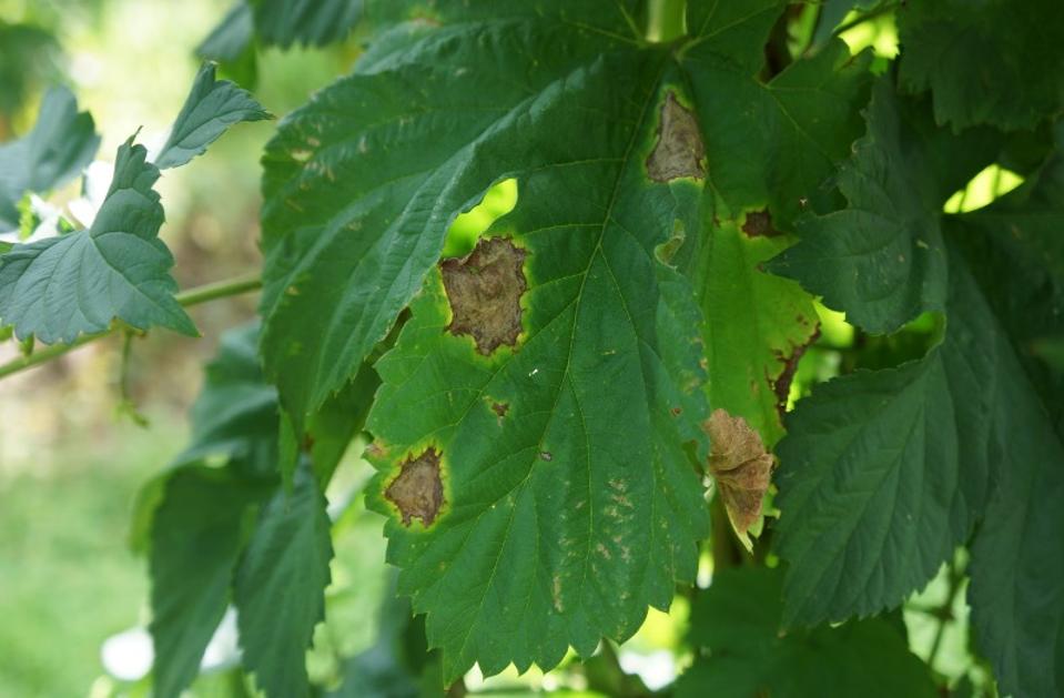 Beer Heroes Battle Hops Disease In Great Lakes State