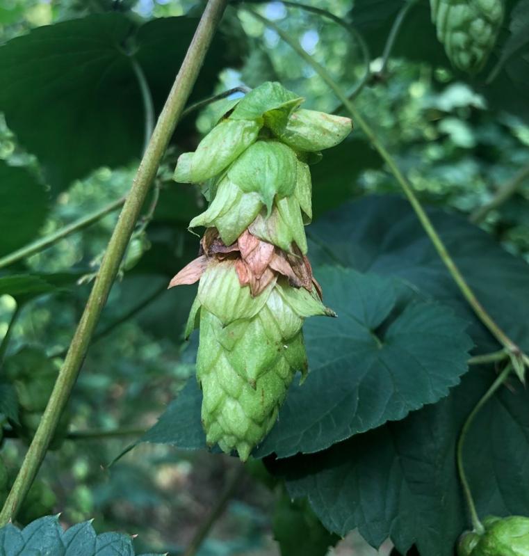 Symptoms of halo blight on hop cones being studied by Michigan State University. Hops are used to make Michigan craft beers.