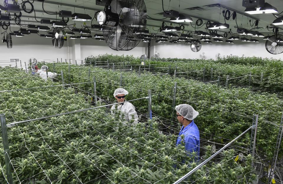 FREDERICK, MD - NOVEMBER 29: Green Leaf Medical CEO, Philip Gol