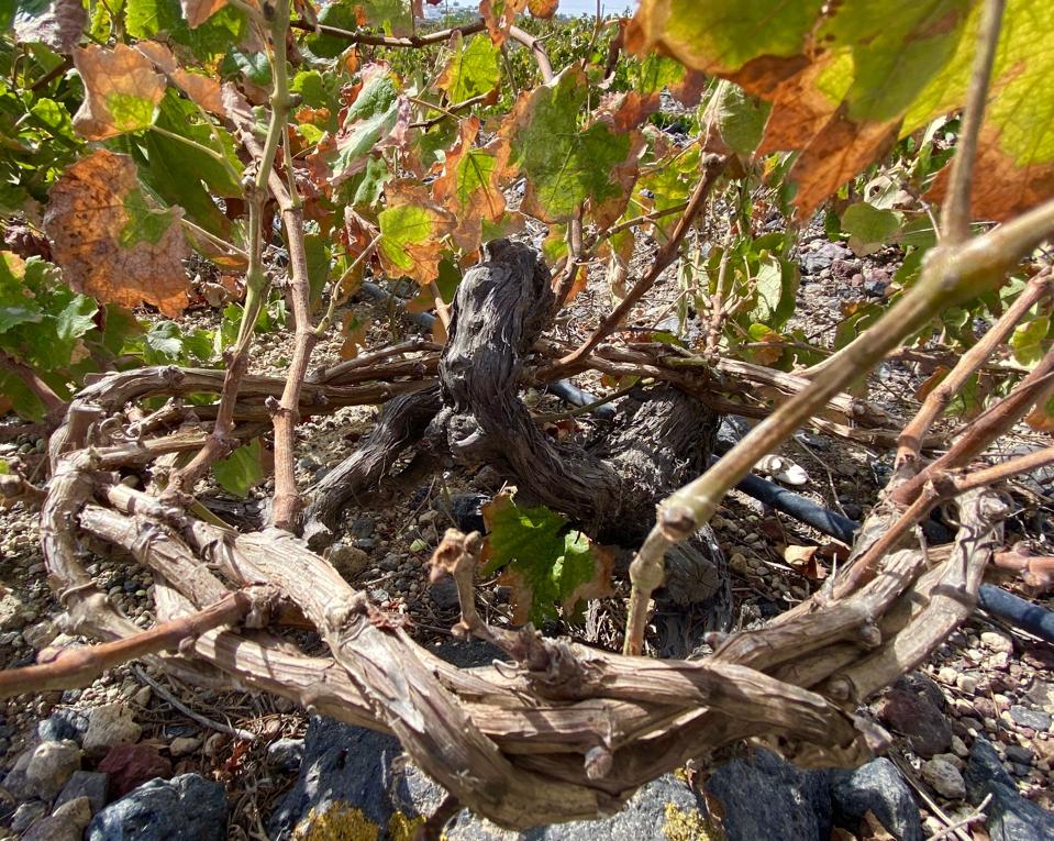 Kouloura vine training