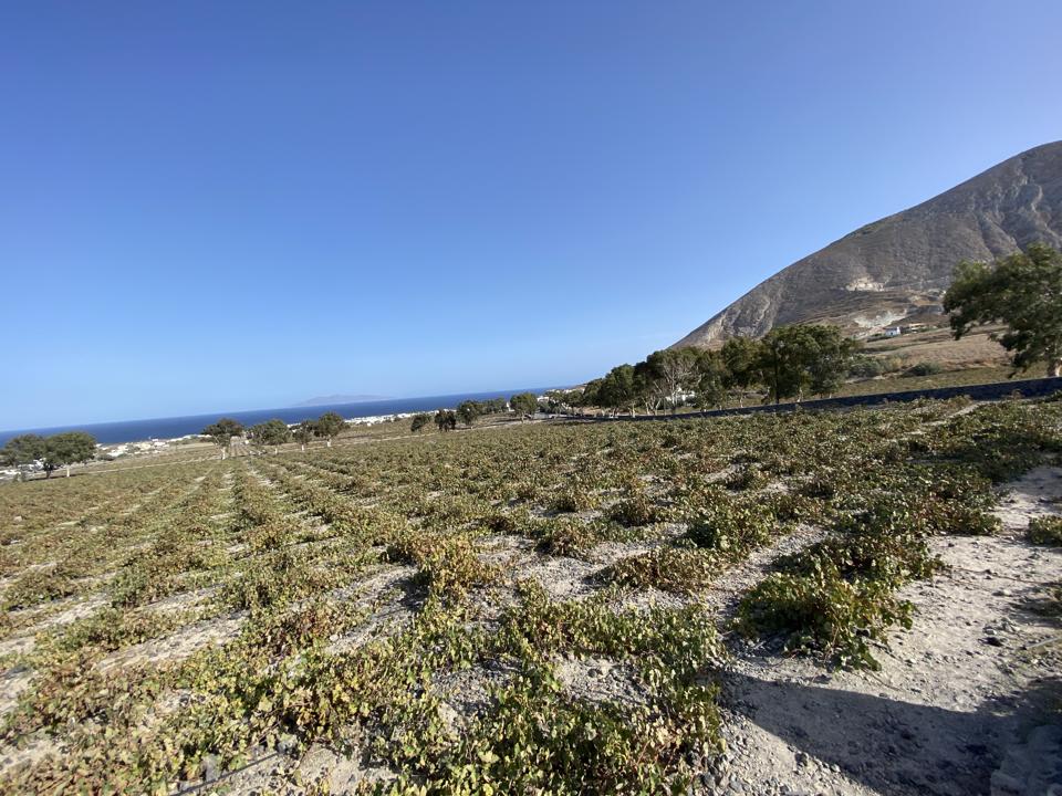 Vineyard at Estate Argyros, Santorini, Greece