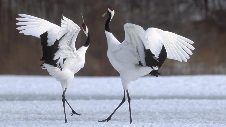 Japanese crane courtship dance