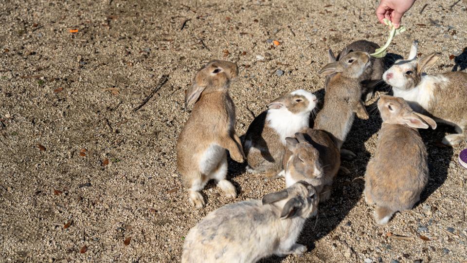 Feeding wild rabbits on Okunoshima Island. Hiroshima Prefecture, Japan