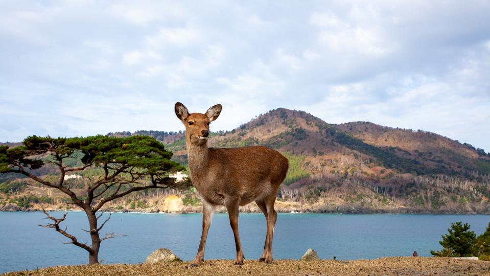 Sika deer (Cervus nippon), Japan