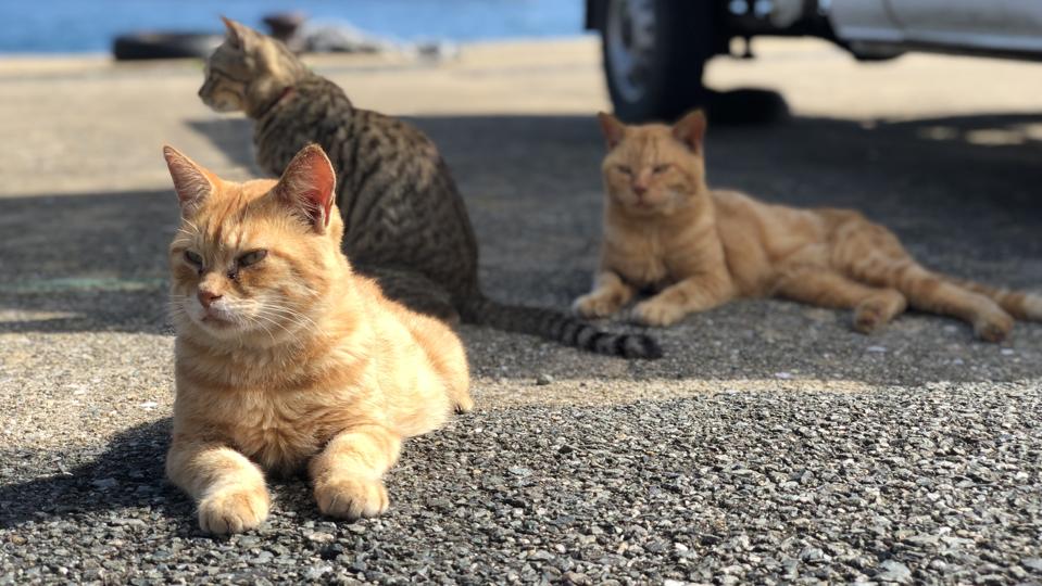Cats Sitting On Road