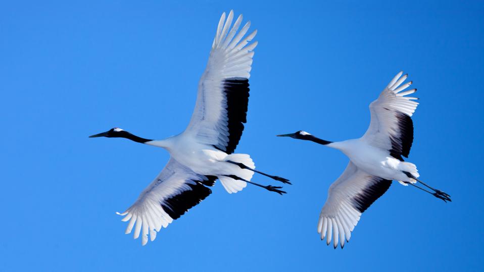 Japanese crane