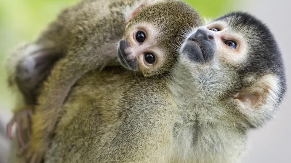 Monkeys
