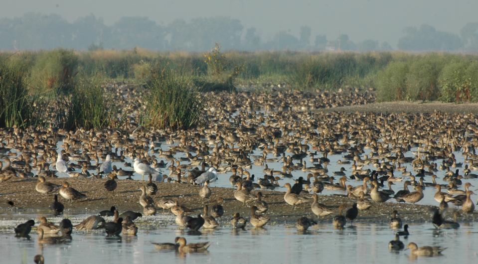 Flock of ducks in a wetland