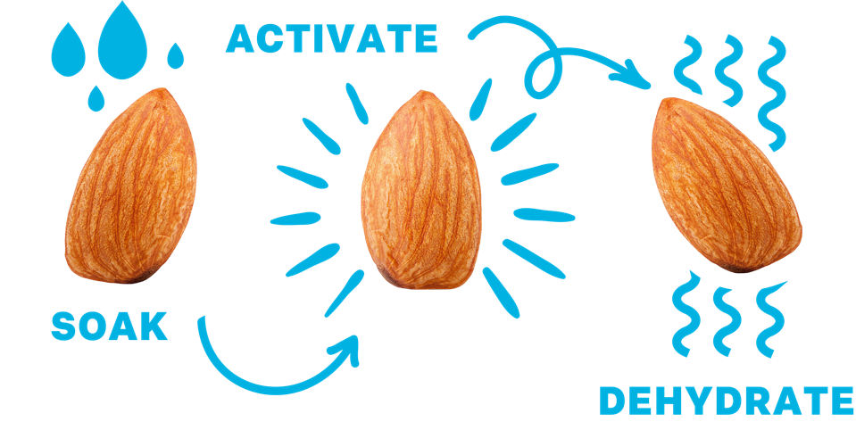The sprouting process, in a nutshell.