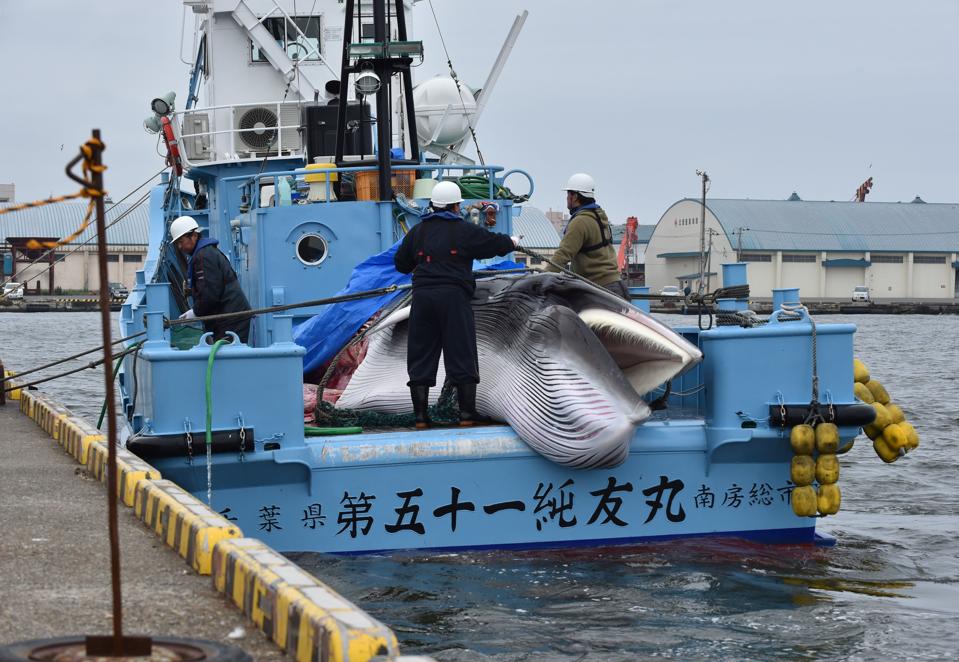 JAPAN-POLITICS-ENVIRONMENT-DIPLOMACY-WHALING