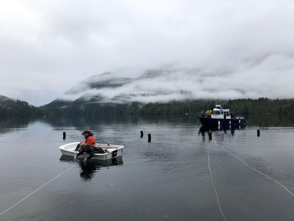 People on a boat deploying seeds along a line for growing kelp.