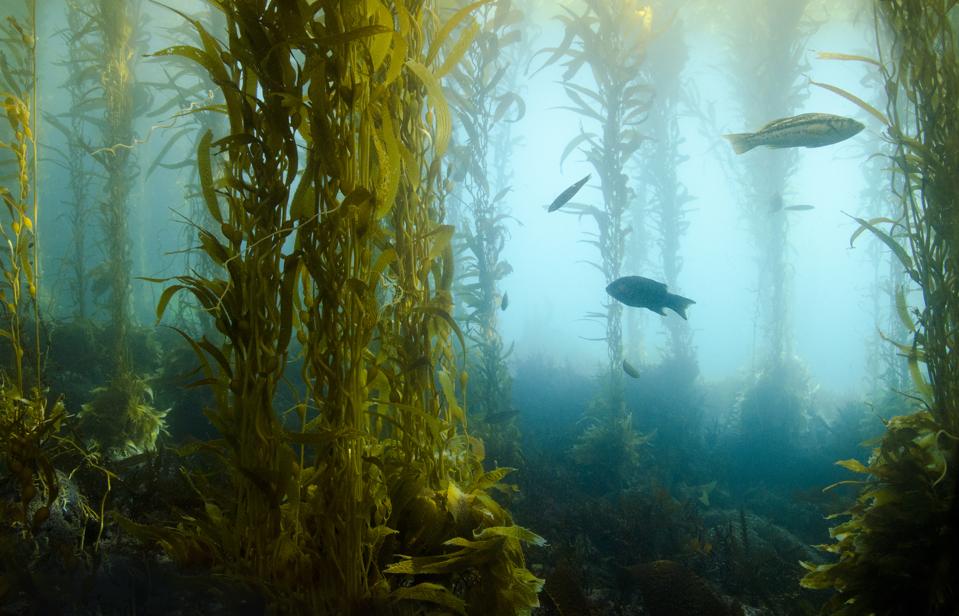 Underwater view of a kelp forest with fish swimming among the seaweed.