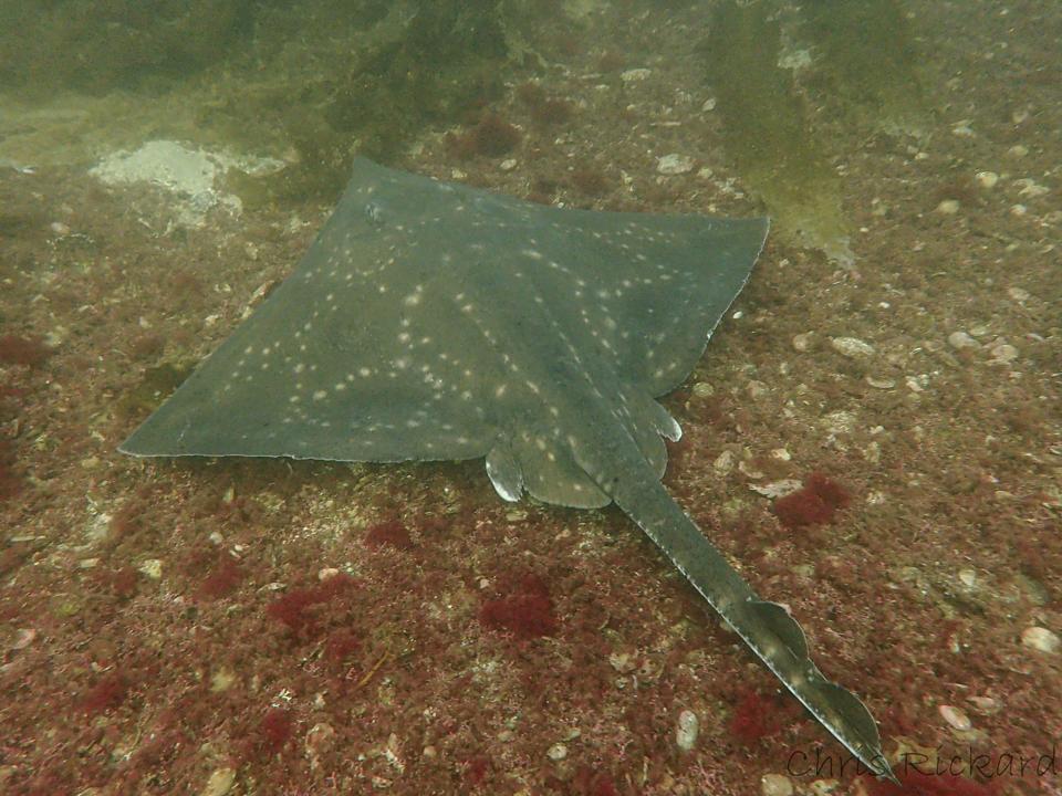 Egg-Cellent Find For Shark Relatives