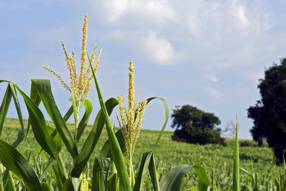 Brazil Becoming More Influential In Corn Ethanol Market