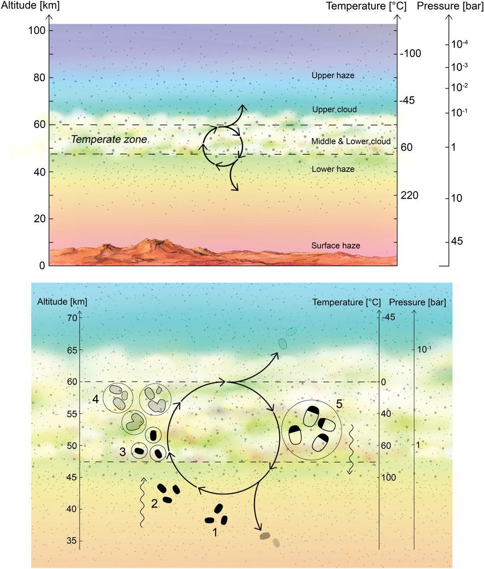A hypothesized pathway, involving microorganisms, that could produce phosphine on Venus.