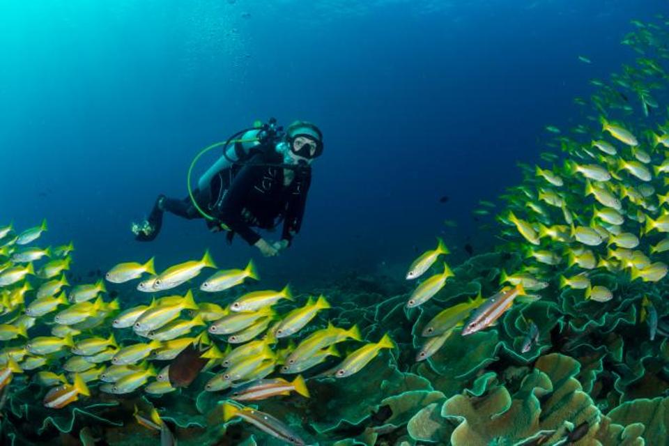 Alexandra Cousteau diving underwater with a school of fish and corals below.