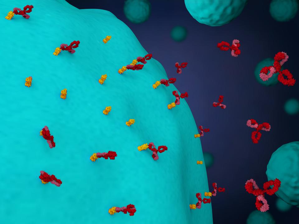 Monoclonal antibodies attack cancer cells