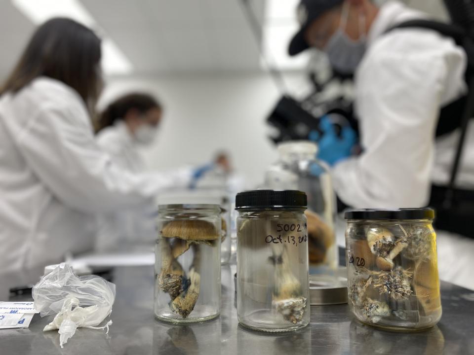 Tres frascos de setas sobre una mesa de metal. Científicos en batas de laboratorio blancas en el fondo.