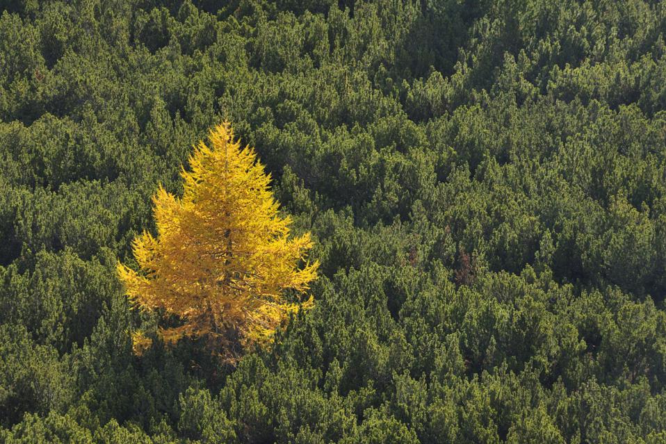 Larch tree in mountain