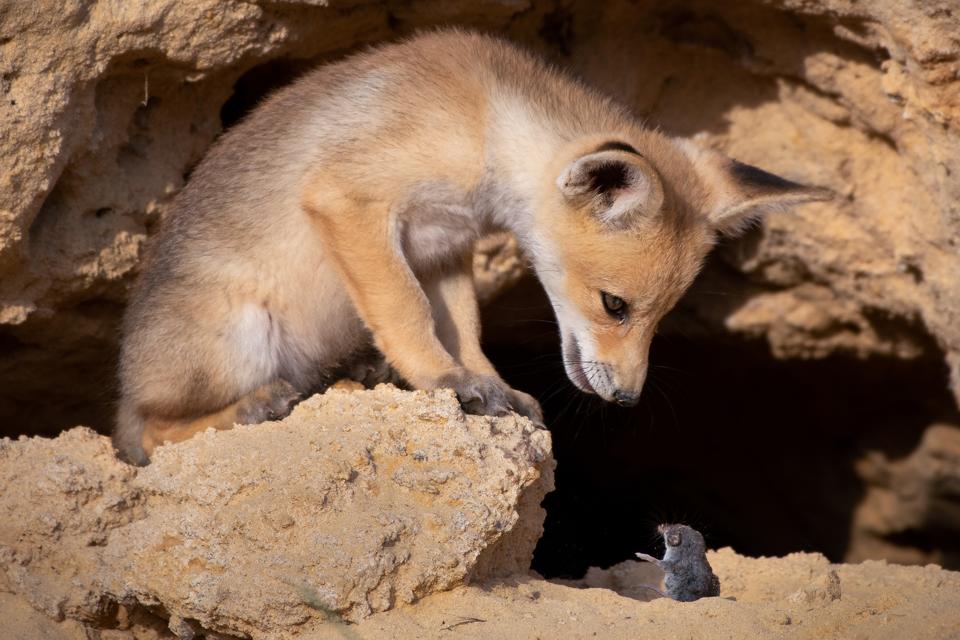 Funny Wild Animals competition: a fox and a mouse in seeming conversation