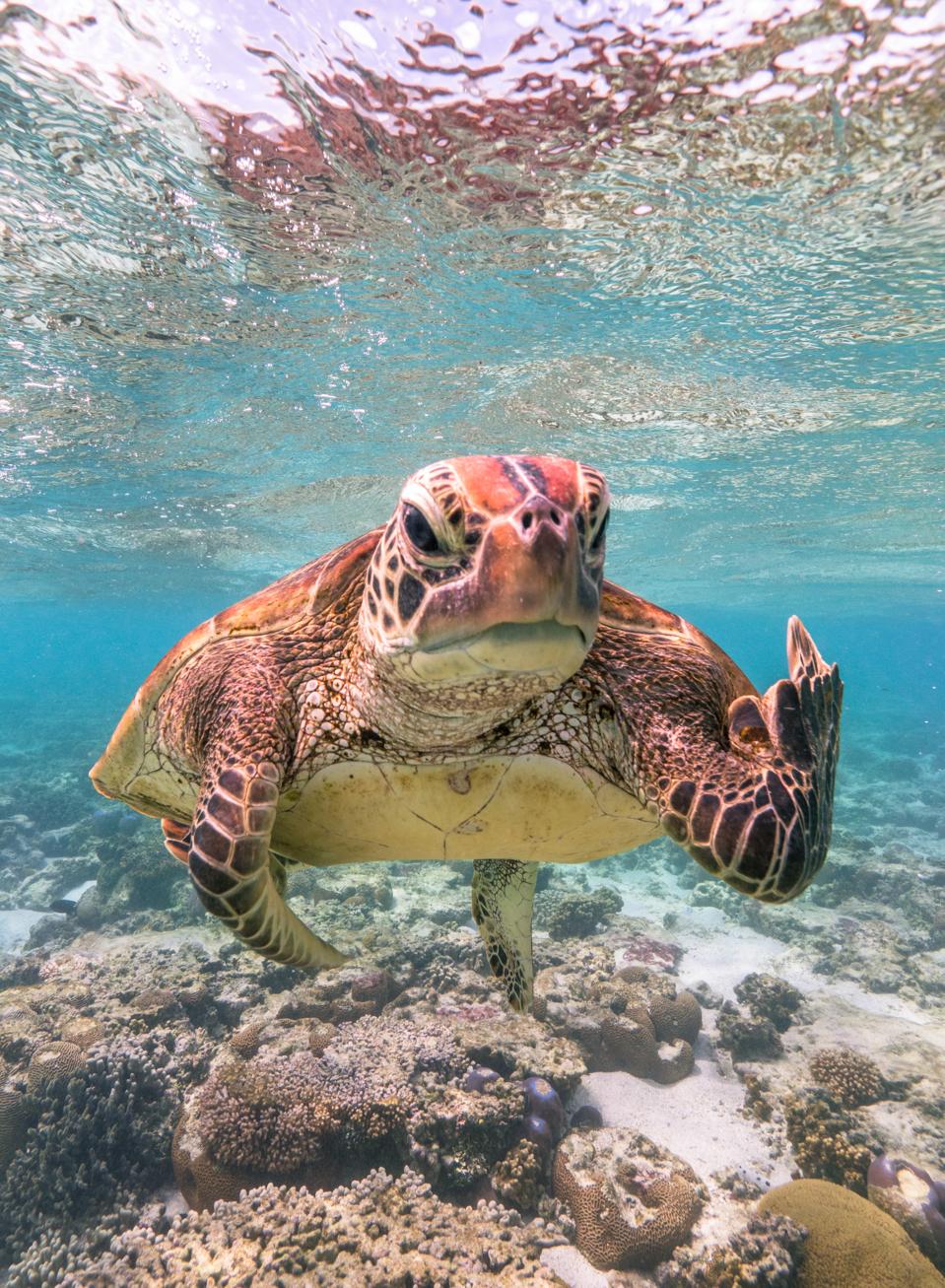Comedy Wildlife Photo Awards: turtle showing the finger.