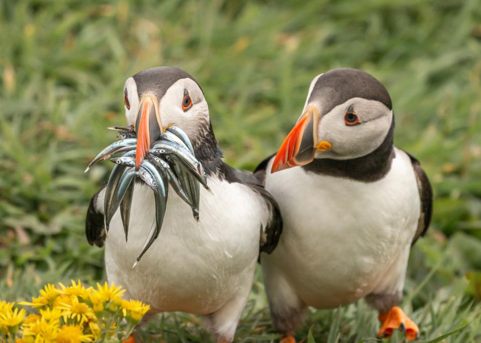 Funny Wild Animals photo competition: Two puffins, one with lots of small fish in its beak the other with none.