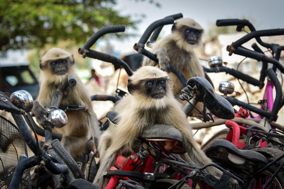 Funny Wild Animals competition: Langurs on motorcycles in India