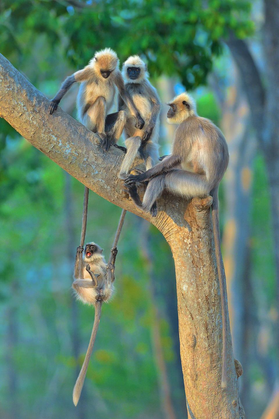 Funny Wild Animals photo competition: Langurs, in Kabini, India