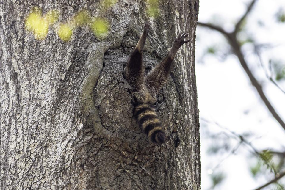 Funny Wild Animals competition: a raccoon stuck on a tree