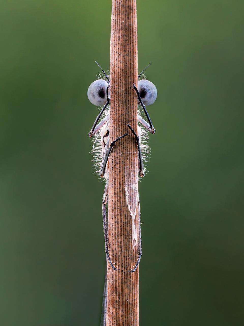 Funny Wild Animals competition: A damselfly that looks like a muppet.