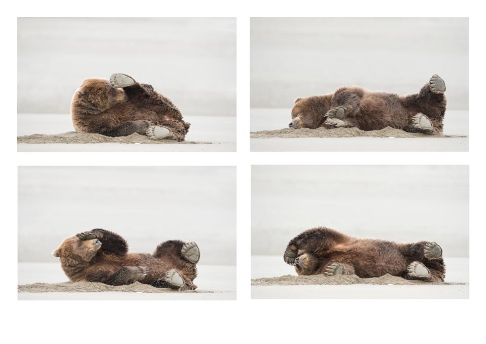 Funny Wild Animals photo competition:A brown bear farting.