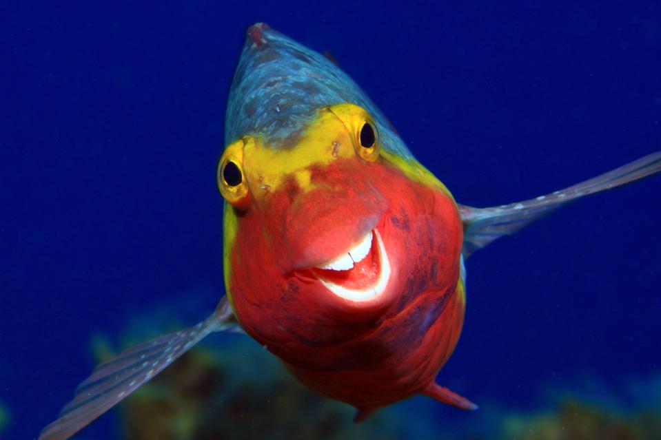 Funny Wild Animals photo competition: a smiley colorful fish