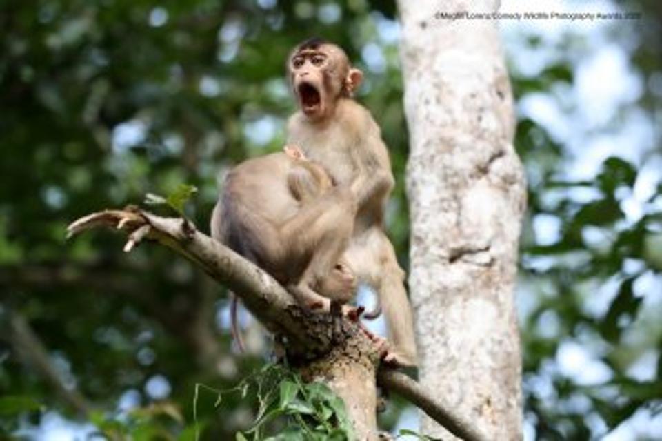 Funny Wild Animals photo competition: Pig-Tailed Macaques, Kinabatangan River in Borneo