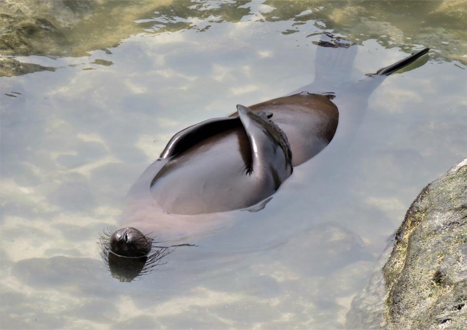 Funny Wild Animals photo competition:A sea lion taking sun in the Galapagos.
