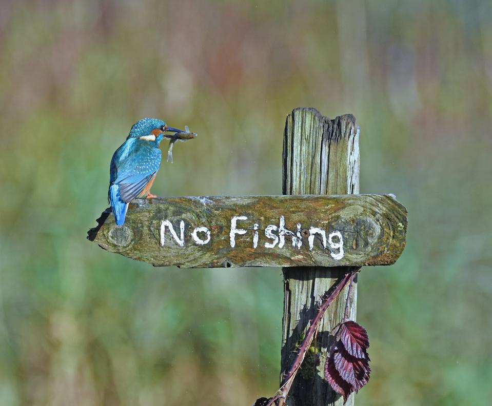 Funny Wild Animals photo competition: A blue bird with a fish lands in a 'no fishing' post.