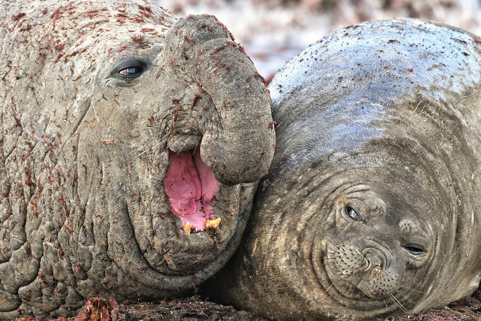 Funny Wild Animals photo competition: sea elephants in Patagonia