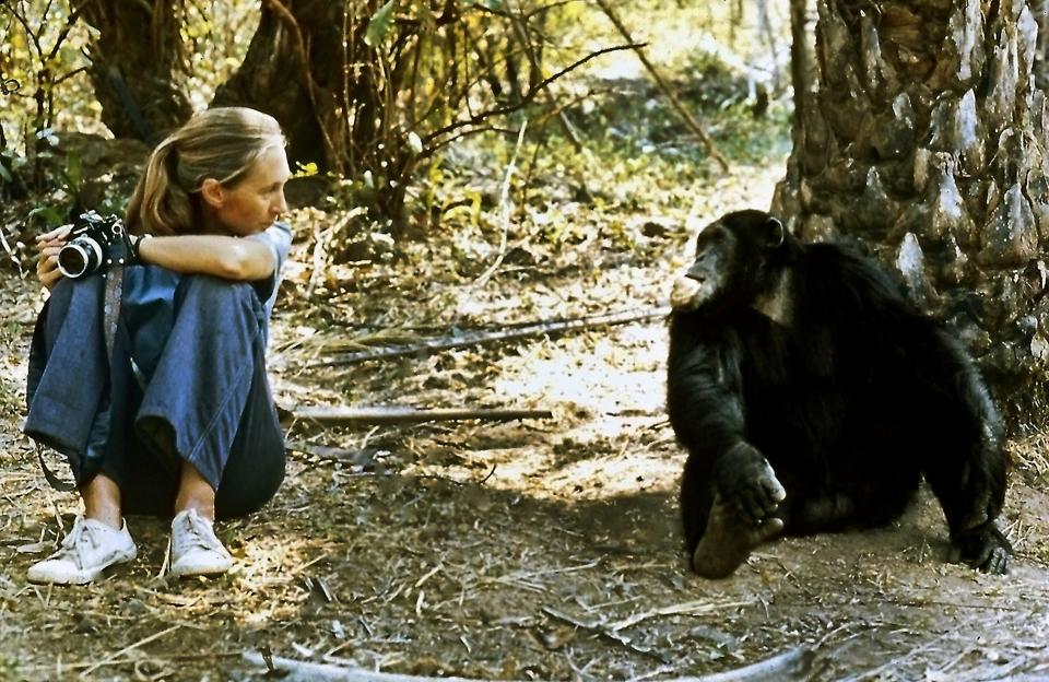 Dr. Jane Goodall with alpha male Figan at Gombe National Park in Tanzania.