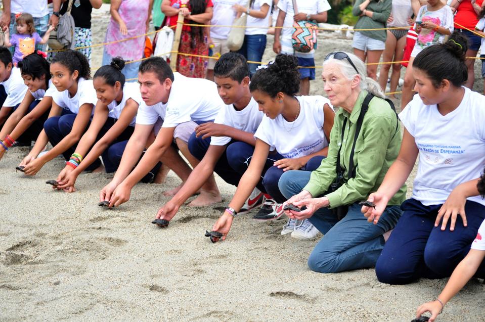 Jane Goodall and Roots & Shoots members in Santa Marta, Colombia, release sea turtles.